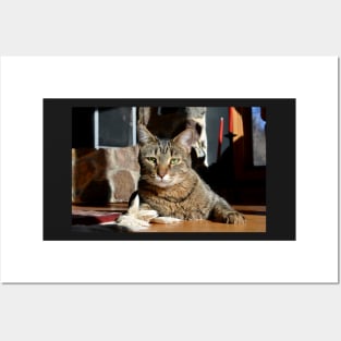 Brown Tabby Posters and Art